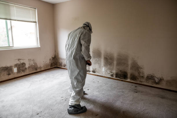 Best Forensic Mold Investigation  in Salisbury, MO